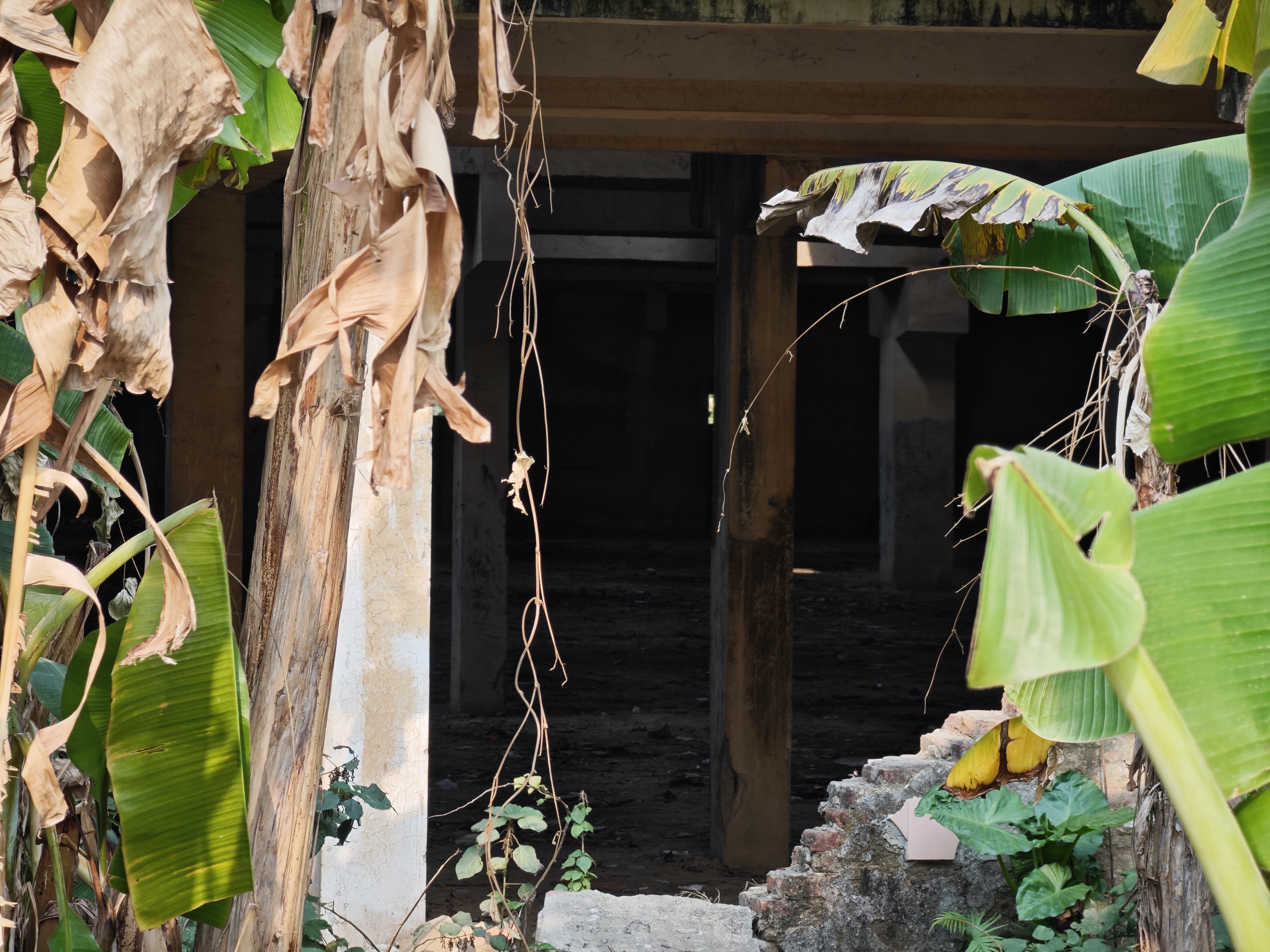 厂房外已经长满芭蕉树