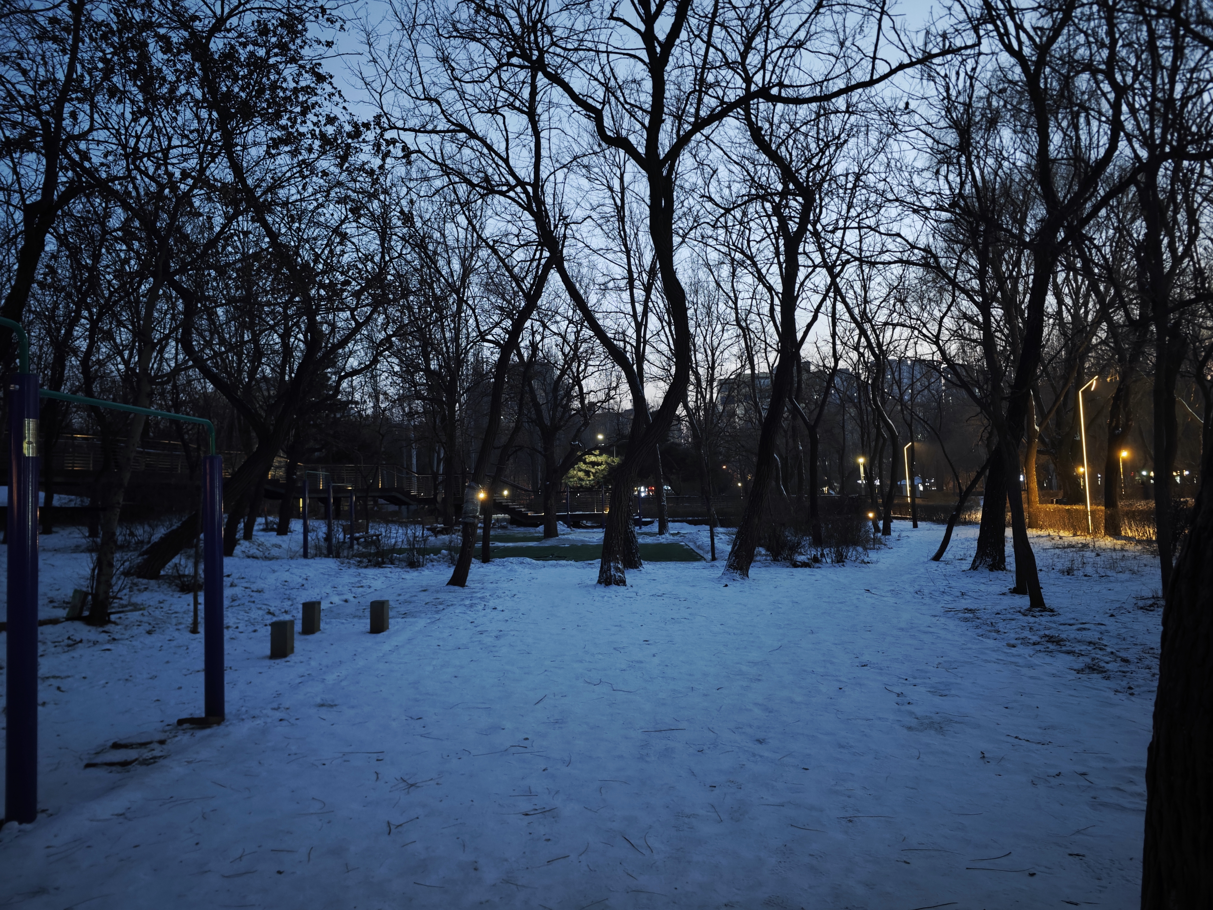 蓝调时刻的小树林